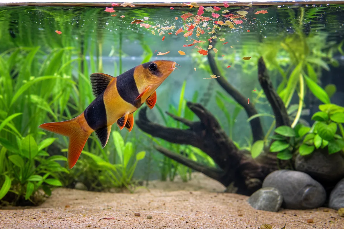 Diet: Omnivores with a Snail Obsession