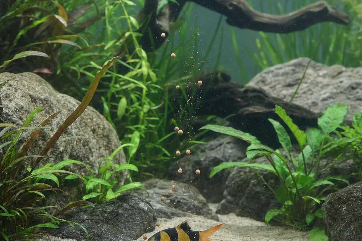 Clown Loaches Outgrow the Tank You Bought Them For