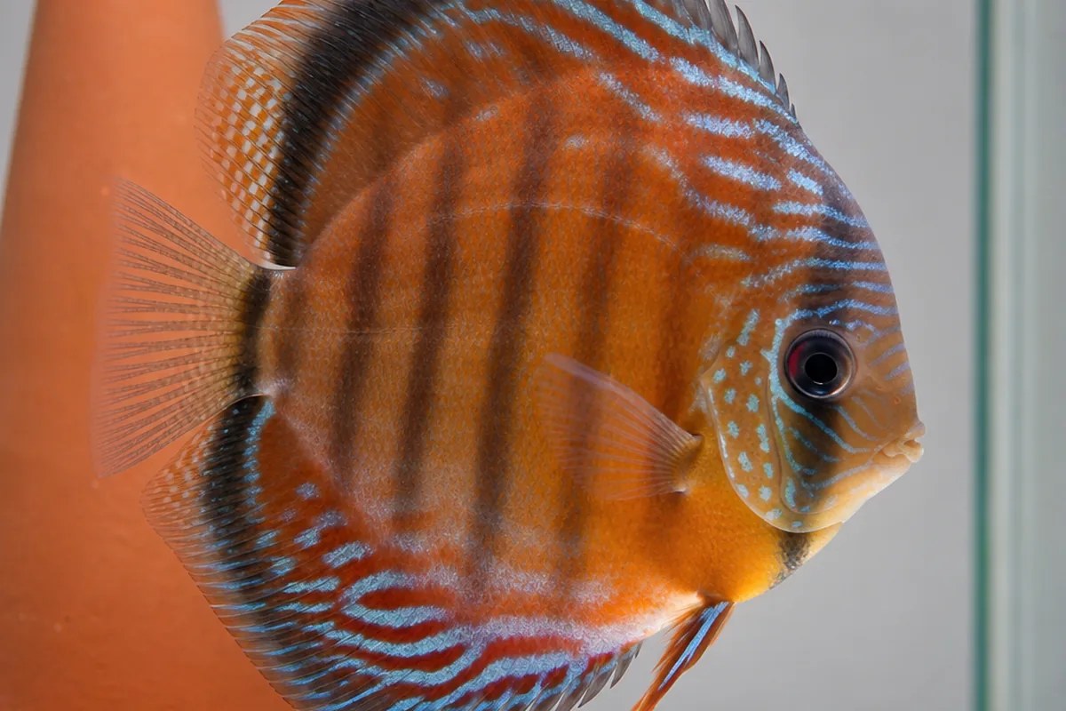 Why Discus Need Warmer Water Than Their Tank Mates