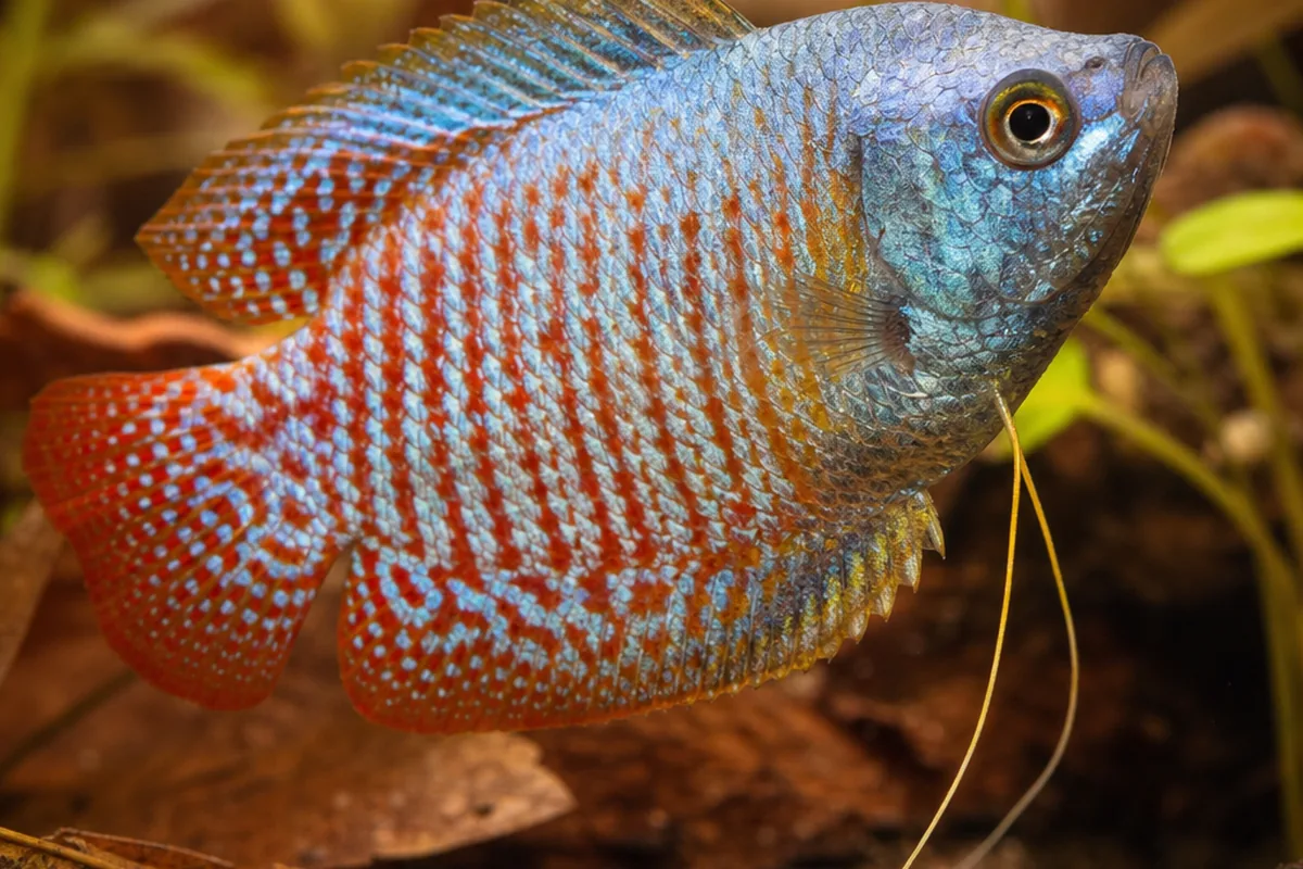 Tank Setup for Dwarf Gouramis: Replicate Slow, Planted Waterways