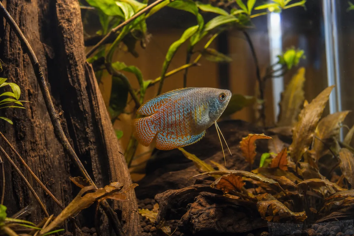 Water Parameters: Soft, Warm, Stable Conditions Dwarf Gouramis Require