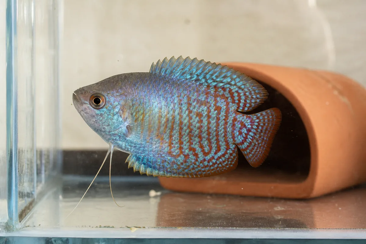 Gourami Disease: DGIV Has No Cure and Requires Prevention