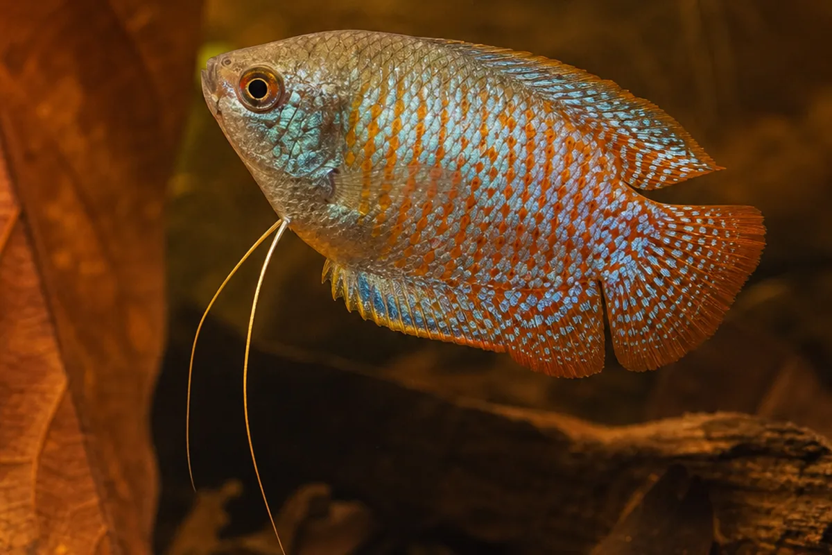 Dwarf Gourami Colour Comes With a Disease Risk