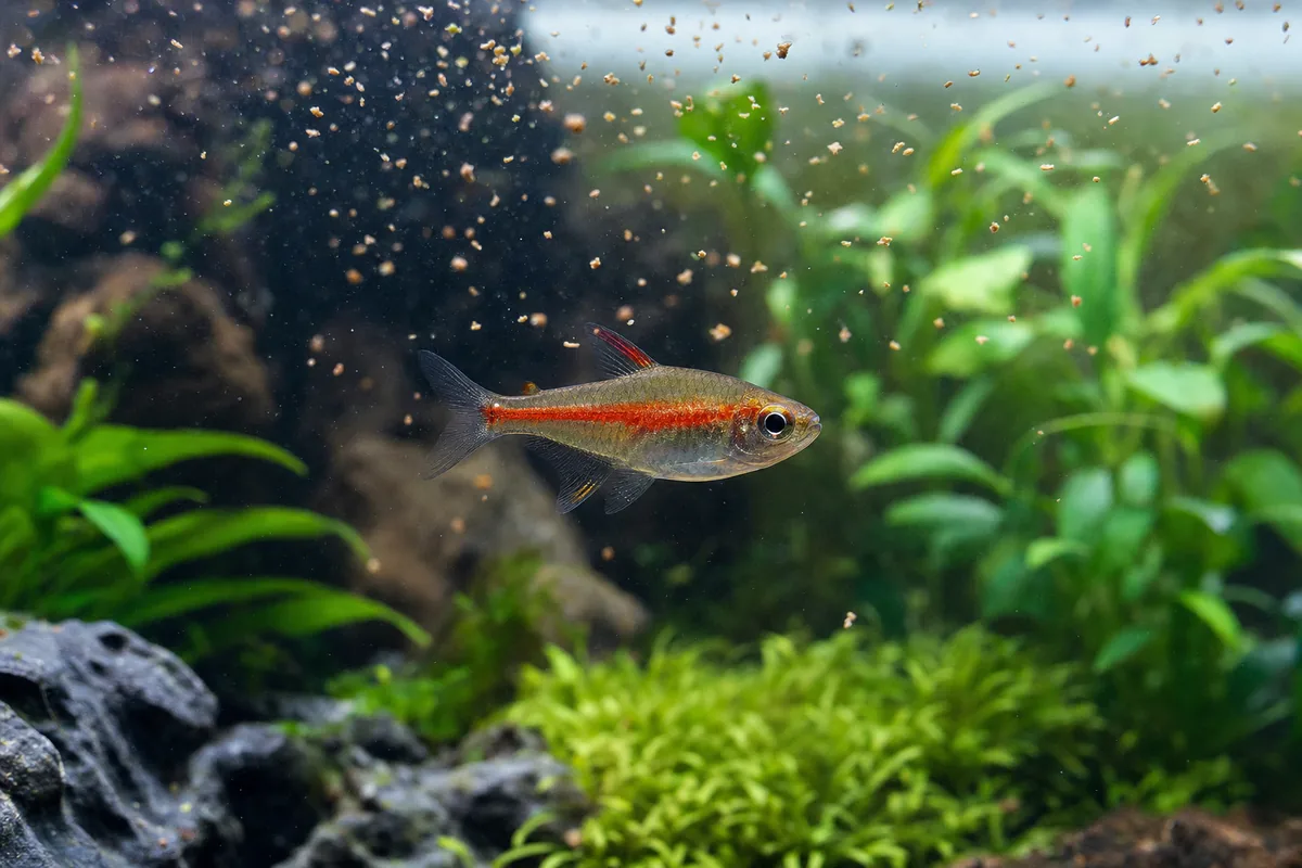 Diet: Tiny Fish, Tiny Food