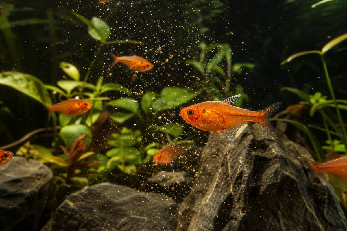 Ember Tetras Are Built for Small Planted Tanks