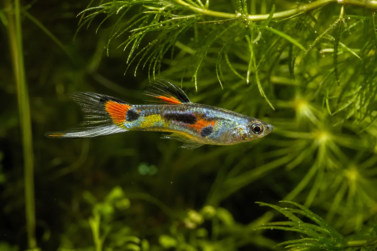 What Is an Endler Guppy? Species Background and Conservation Status