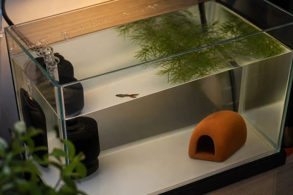 Guppy Diet: Micro Foods for a Micro Fish