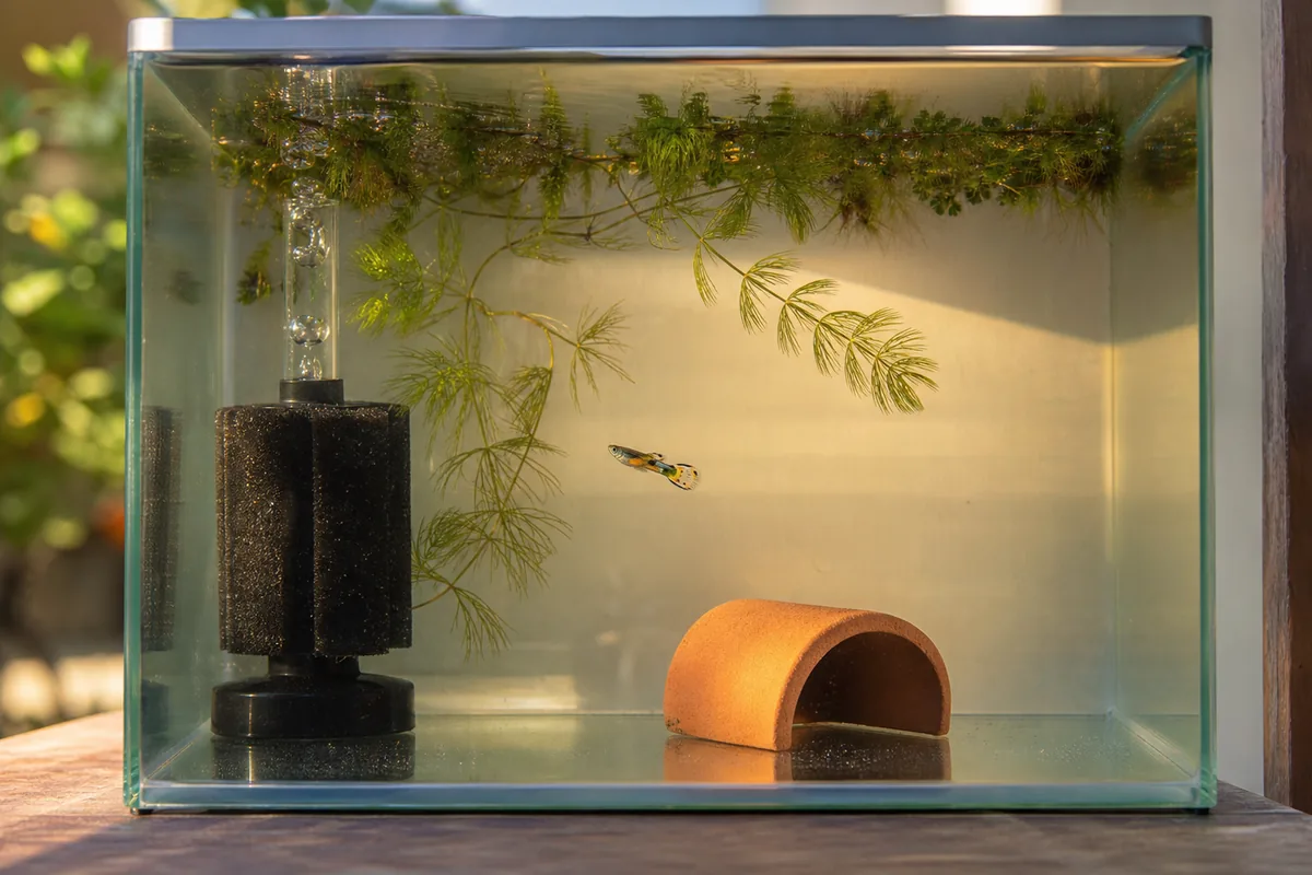 Tank Mates: Who Works in a Nano Setup