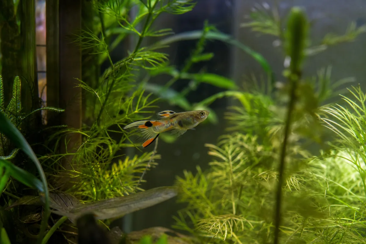 Endler Guppy Care and Controlling the Population