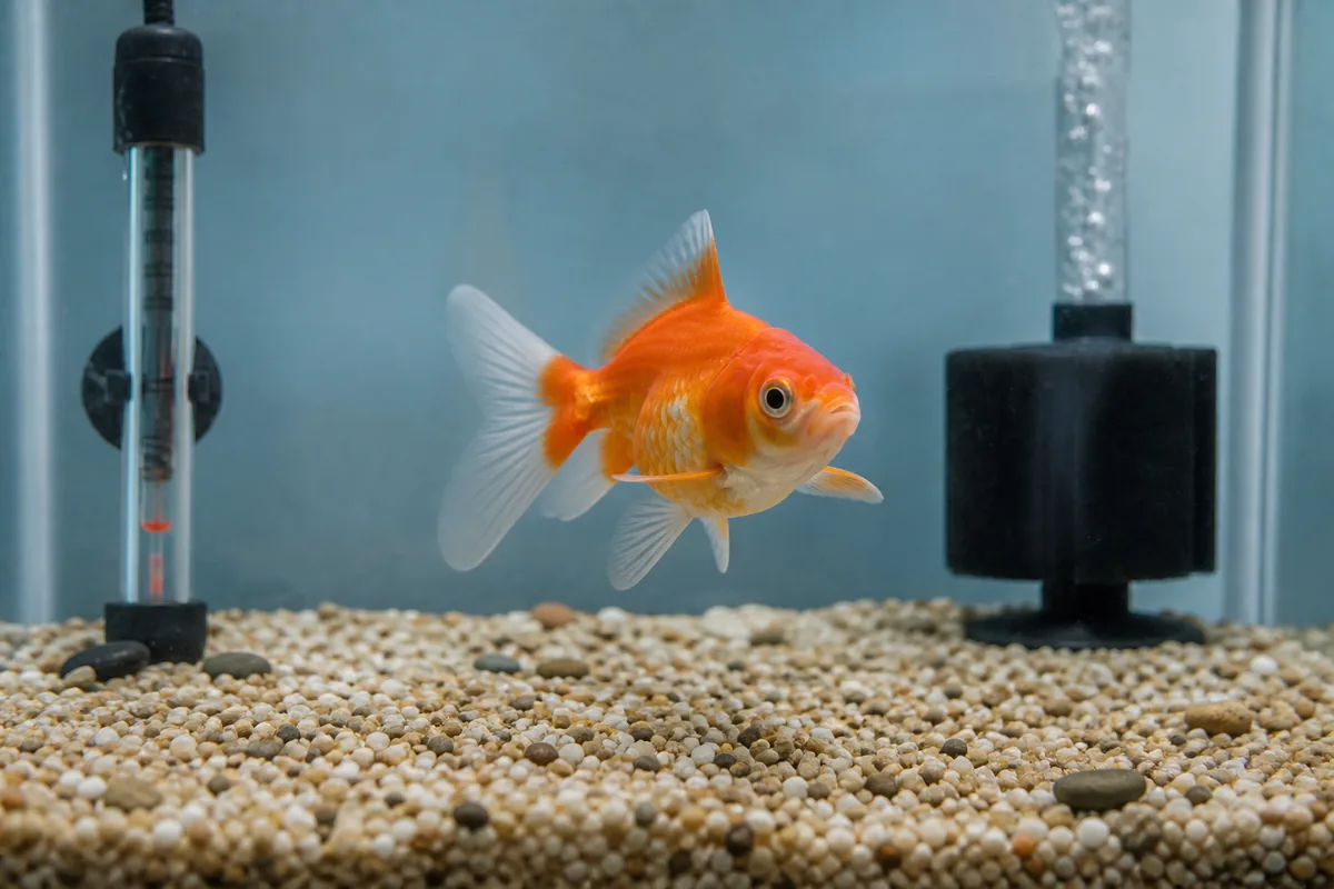 Why goldfish bioload at 3-4× normal makes tank size non-negotiable