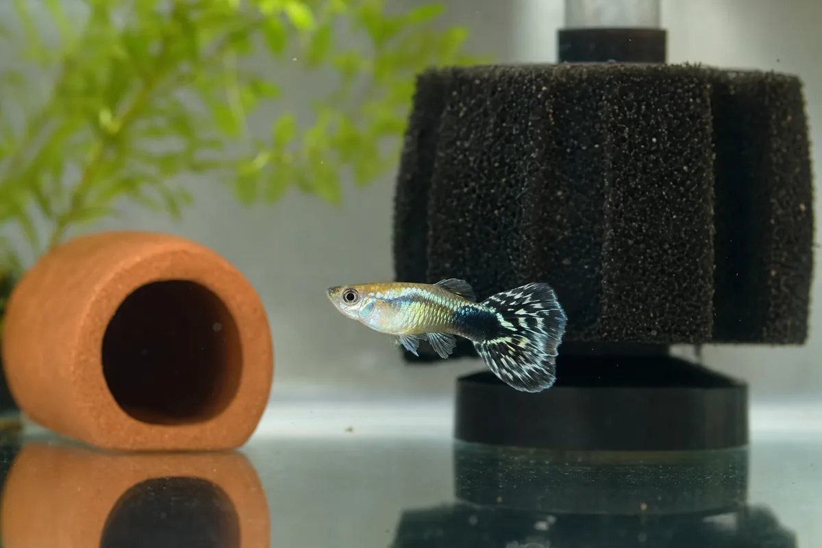 Tank Mates: 8 Compatible Species and 3 to Avoid