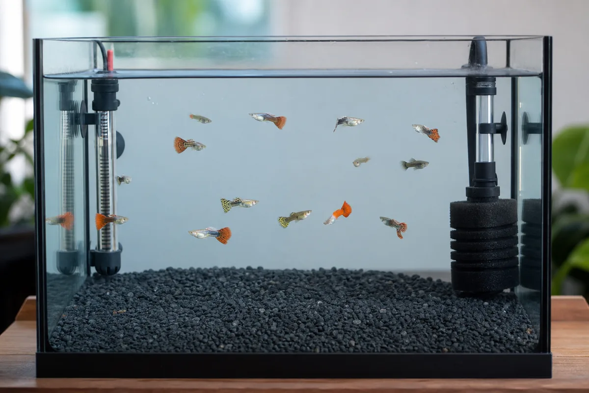 Why Does Tank Size Matter More Than A Fancy Kit?