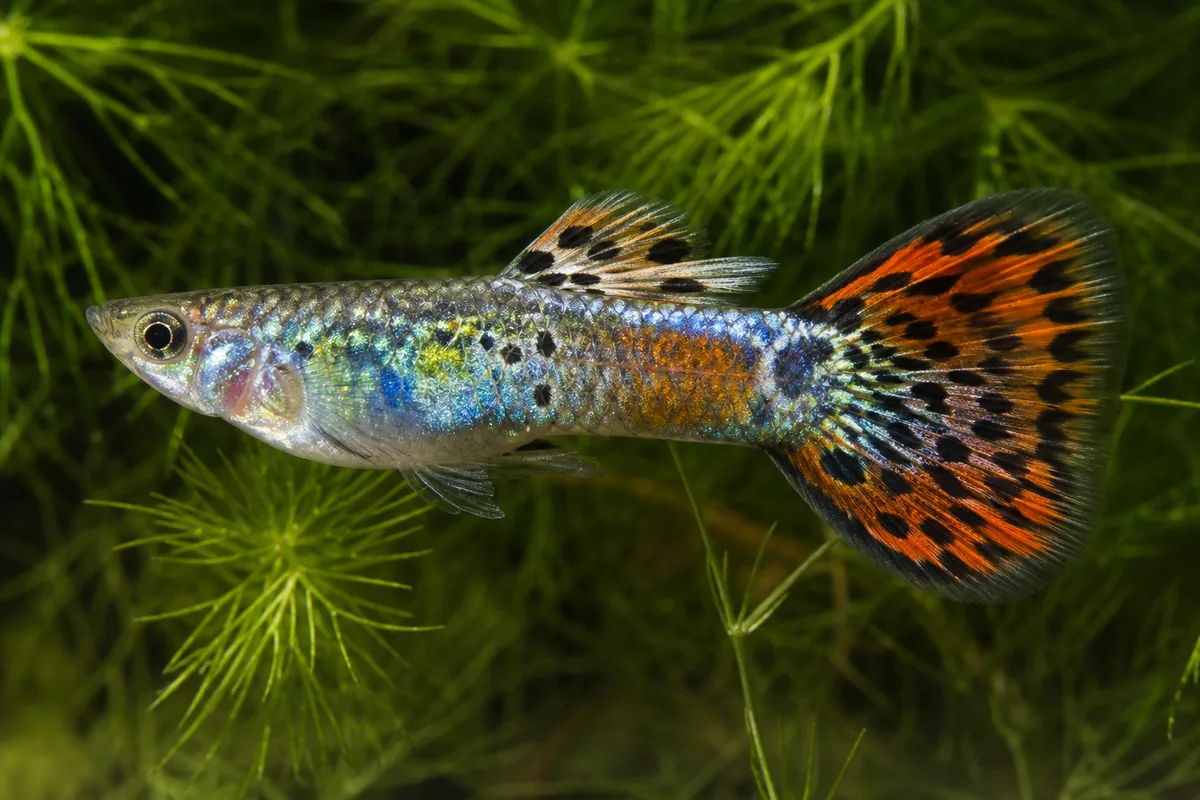Guppies Forgive Almost Every Beginner Mistake