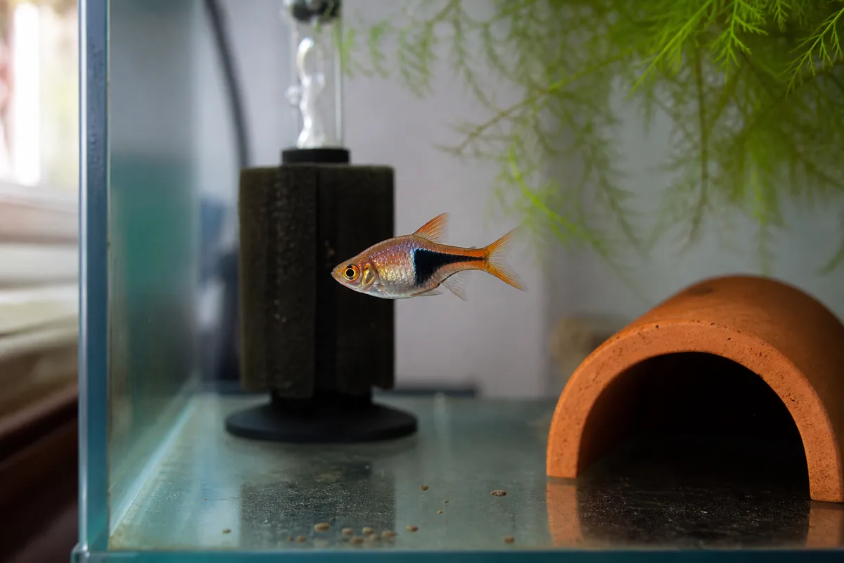 Harlequin Rasbora Origin: Southeast Asian Rivers and Blackwater Streams