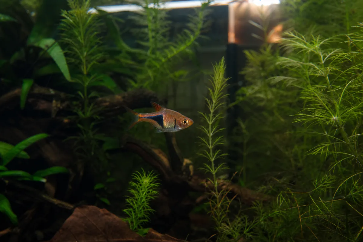 Tank Setup: 10 Gallons for a School, More for a Community
