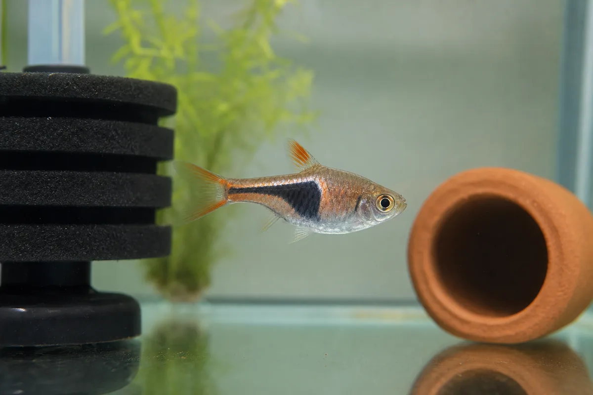 Schooling Behavior: Why You Need 8-10 Minimum