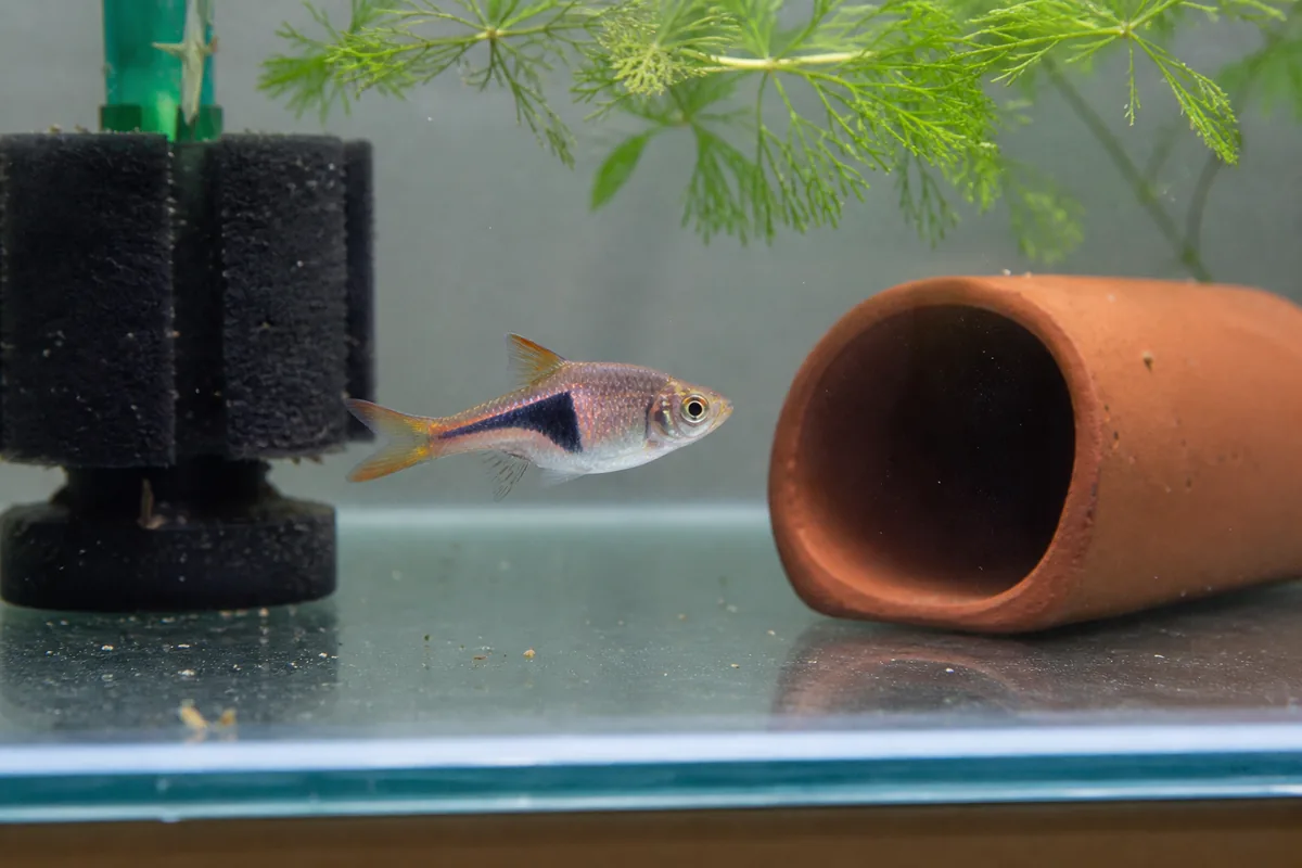Harlequin Rasbora, the Beginner Fish Experts Keep