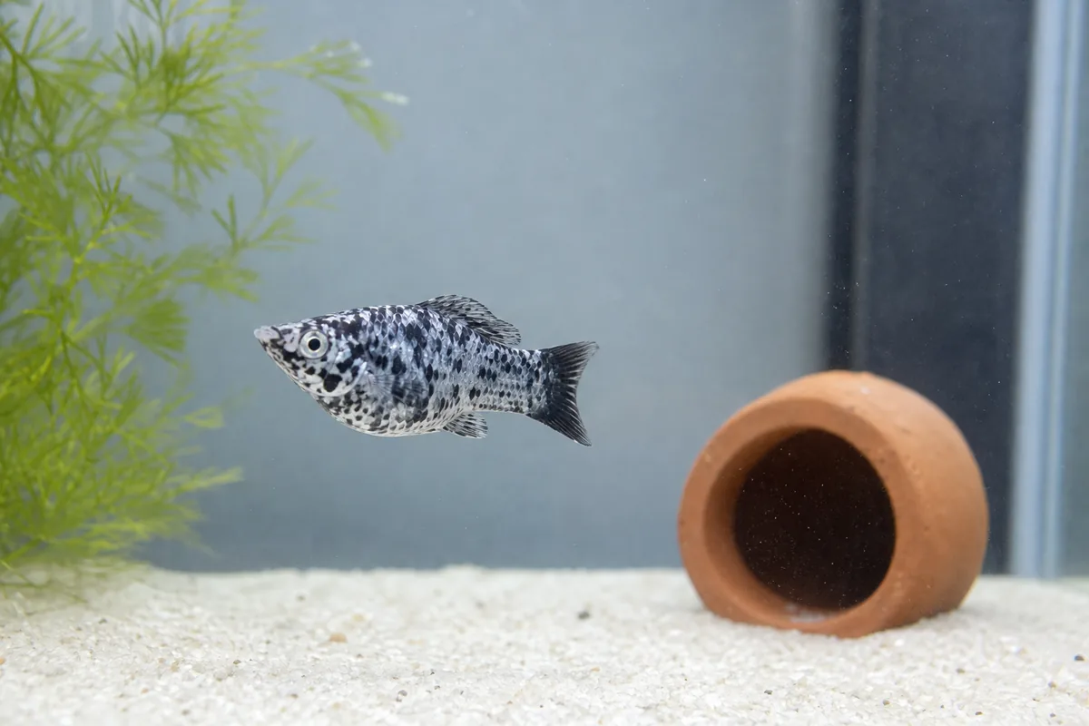 Molly Fish Varieties: 30+ Color Forms Across 4 Body Types