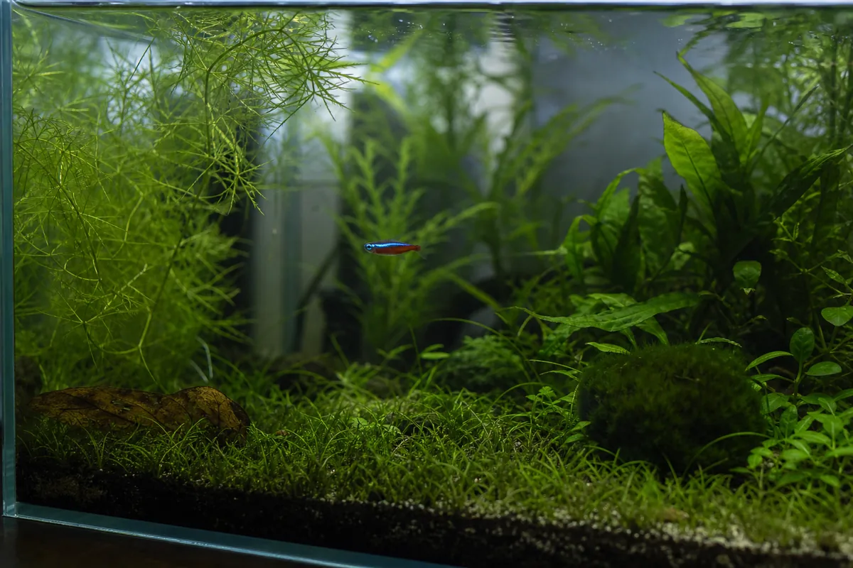 Water Parameters: Stable pH 6.0-7.0 Matters More Than the Exact Number