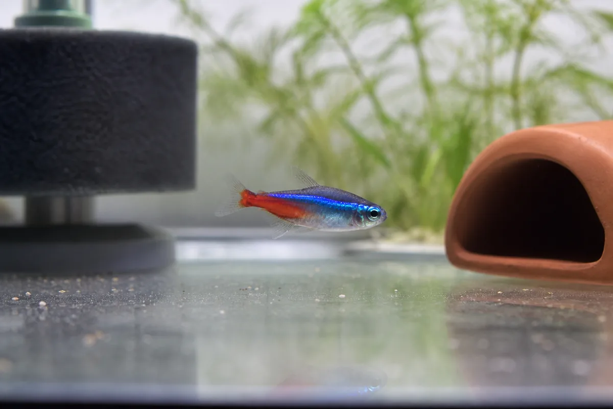 Tank Mates: Best Matches Live at pH 6.0-7.0 and Weigh Under 3 Inches
