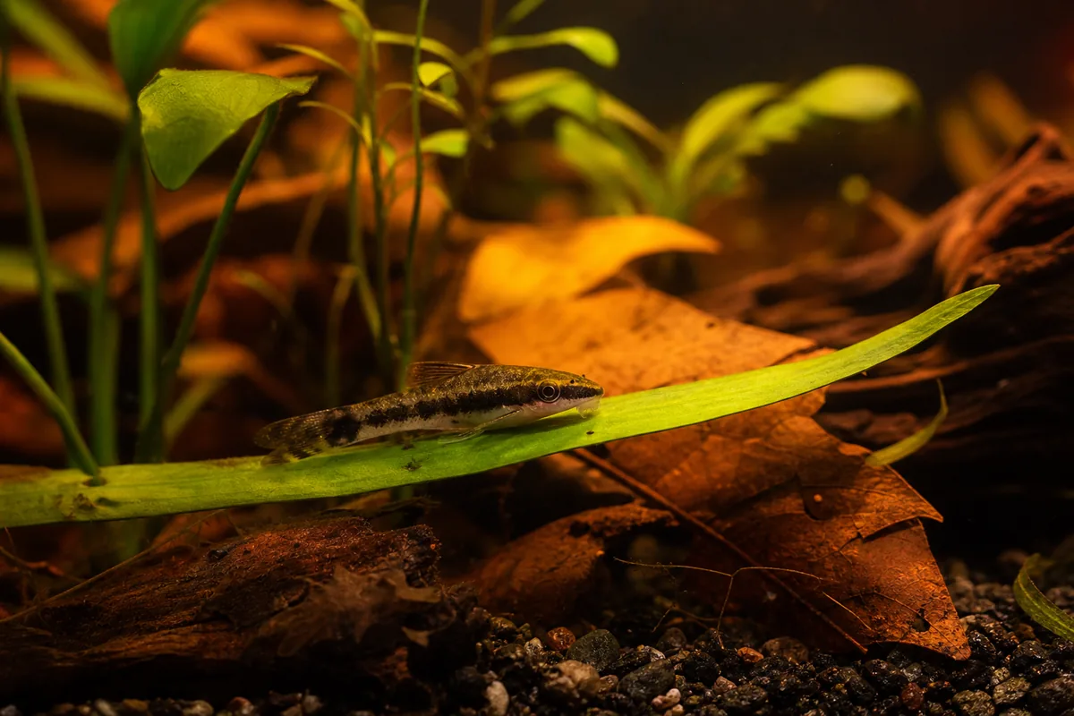 Acclimation: The Step That Determines Survival