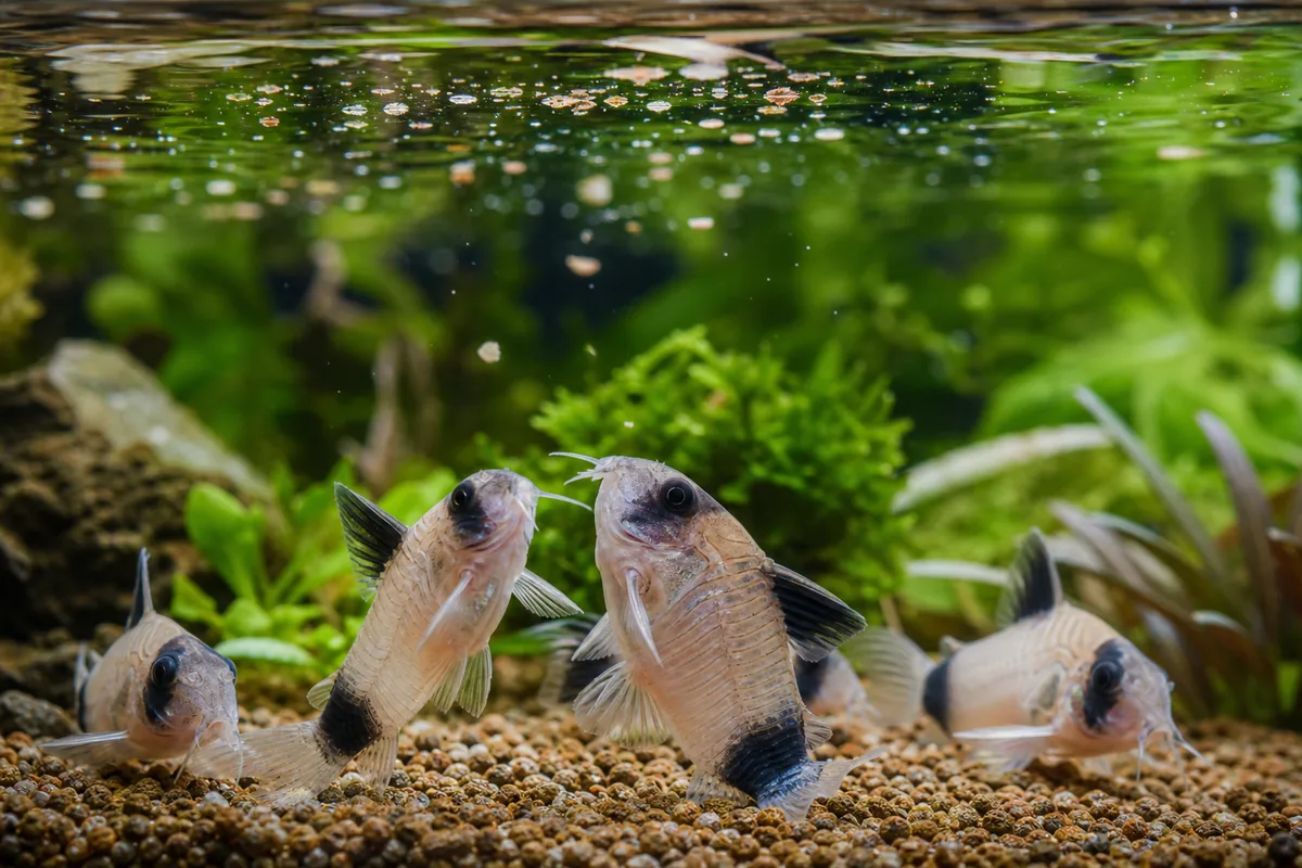 Panda Corydoras Species Profile: What Makes Them Different