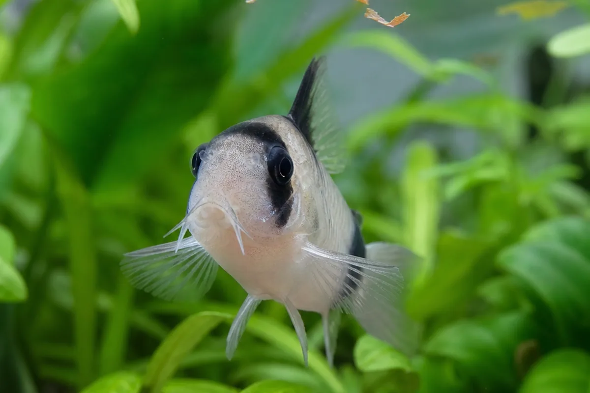 Panda Corydoras Need Soft Sand and a Group of Six