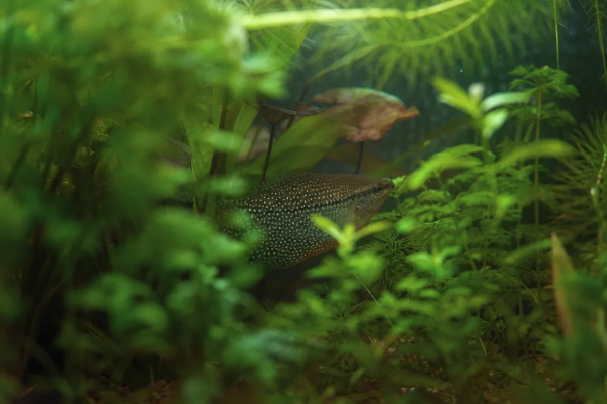 Pearl Gourami Stats: Mosaic-Patterned Labyrinth Fish Reaching 4-5 Inches