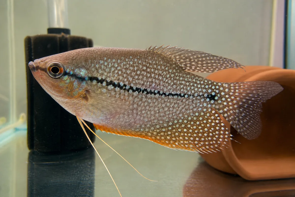 Tank Mates: Why This Species Earns the Community Tank Label