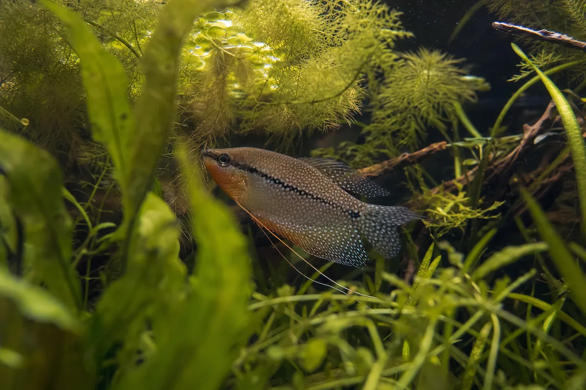 Health: Hardy Fish with Few Species-Specific Disease Risks