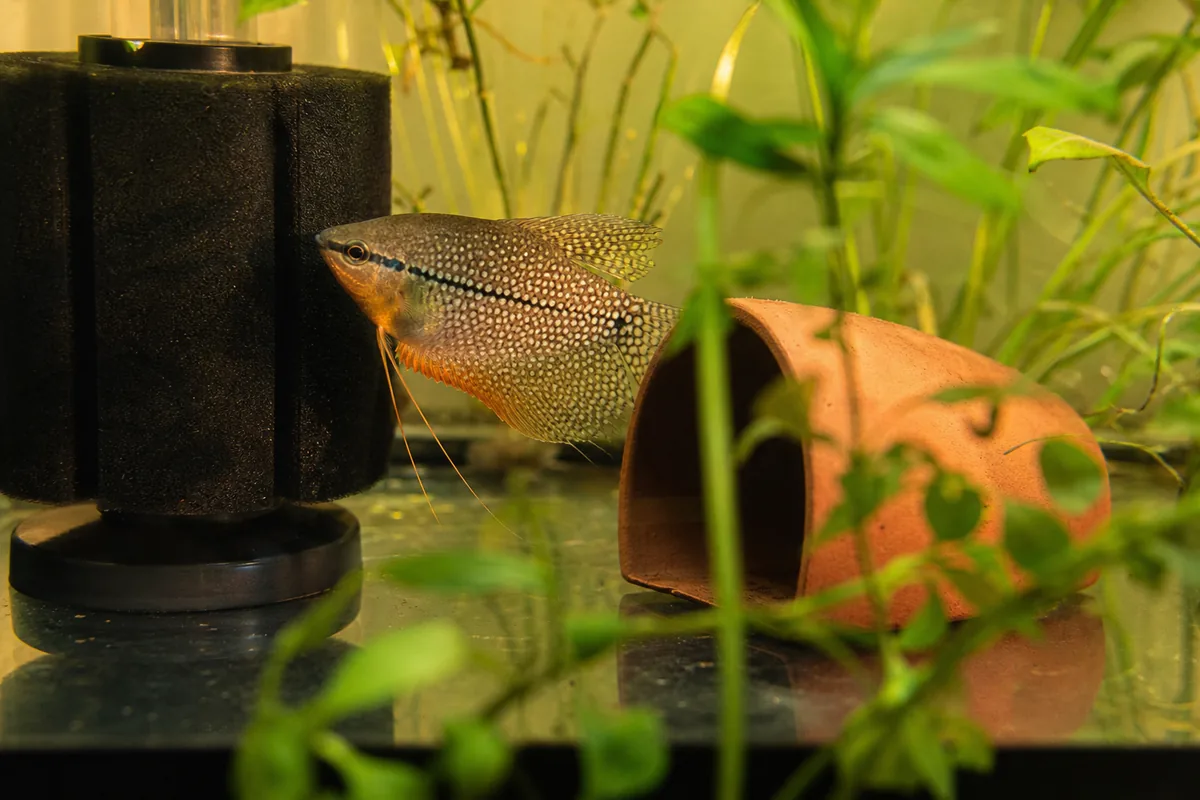 Pearl Gourami Care for a Tall, Calm Community Tank
