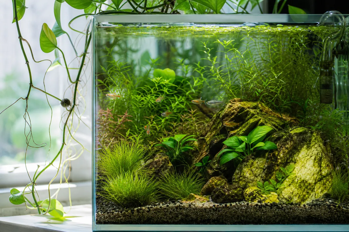 Fertilization: Matching Nutrients to Your Plant Load