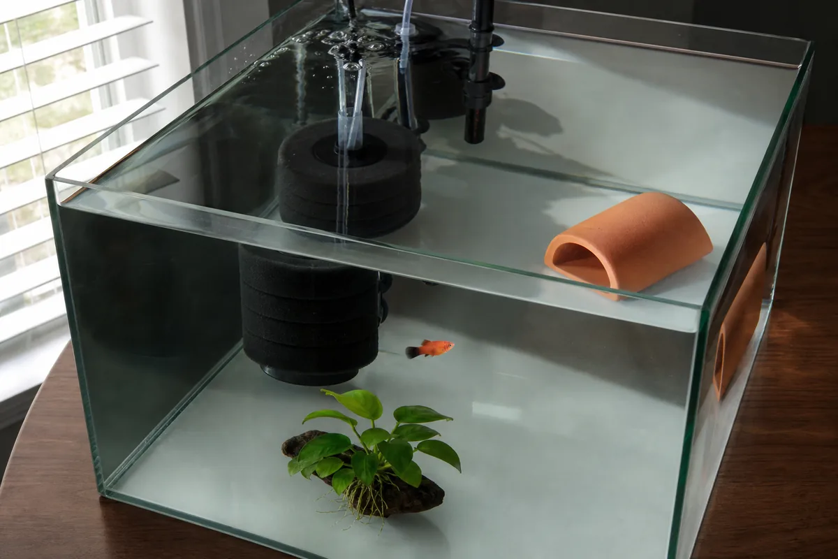 Tank Setup: 10-Gallon Minimum, 20-Gallon for a Community