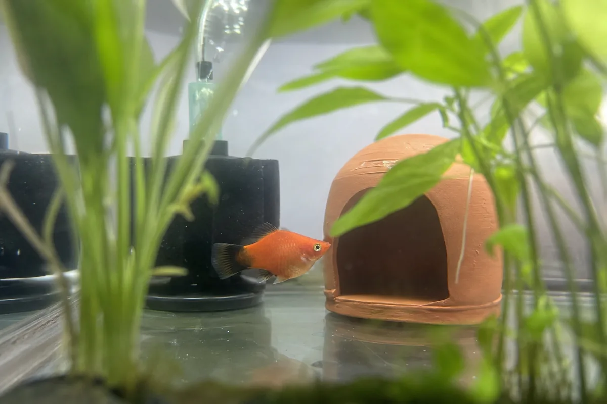 Tank Mates: 10+ Compatible Species for a 20-Gallon Community