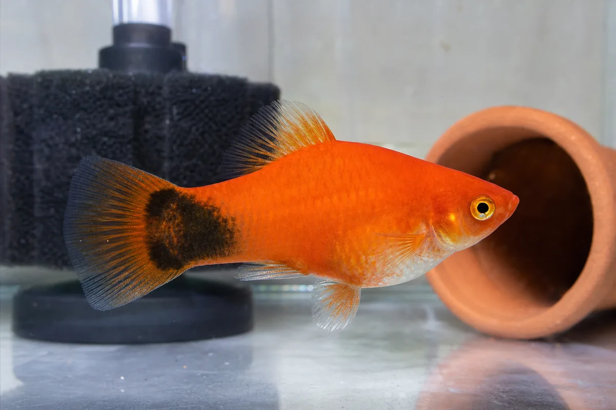 The Platy Kept Its Wild Hardiness Through Decades of Breeding