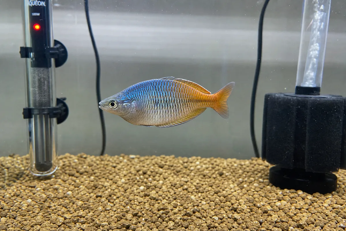Tank Setup: Open Water First, Planting Second
