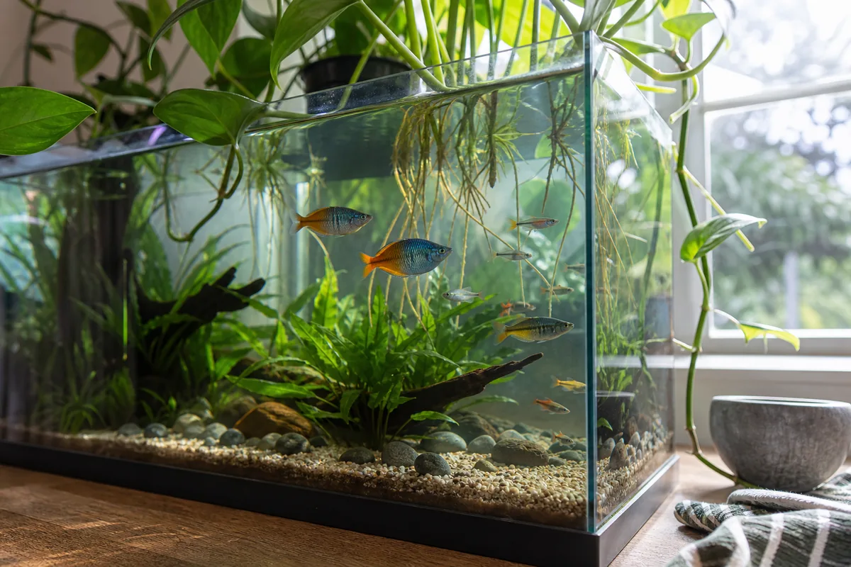 Rainbowfish Only Color Up Long After You Buy Them