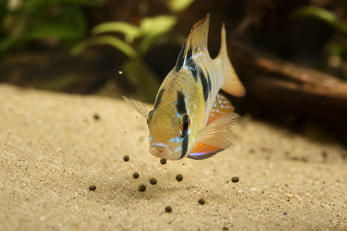 German Blue Rams Are the Hardiest Mikrogeophagus Variety