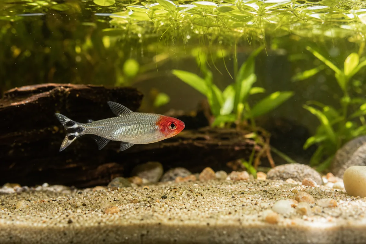 Water Parameters: Soft, Warm, and Stable