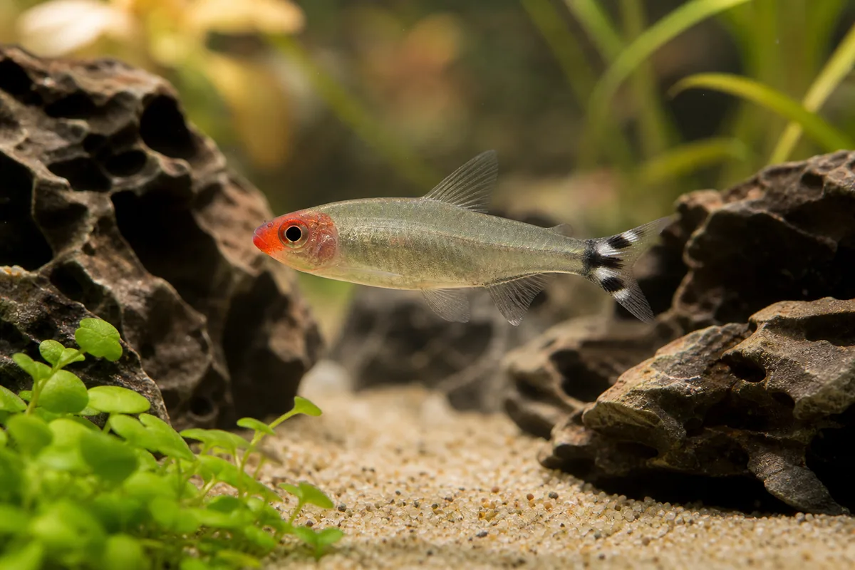 Tank Mates: Compatible Species by Layer