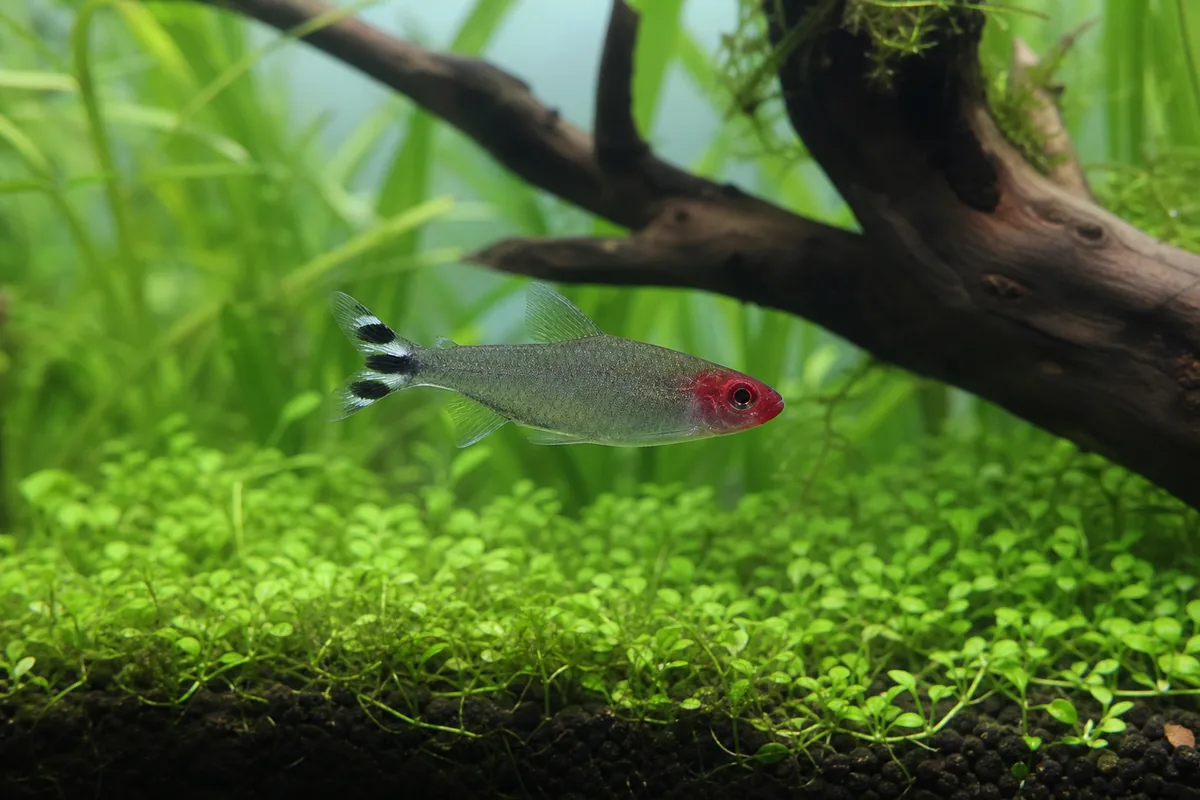 The Rummy Nose Tetra Tells You When Water Slips
