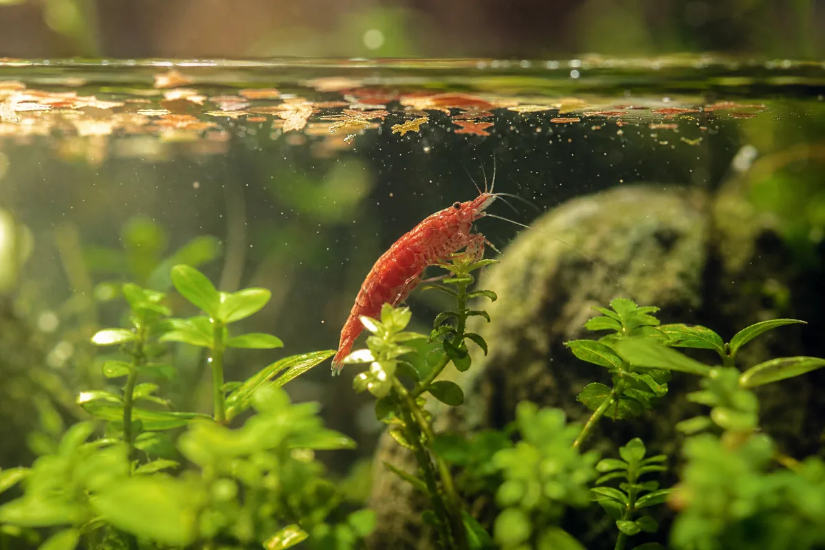 Tank Setup: Plants First, Then Everything Else