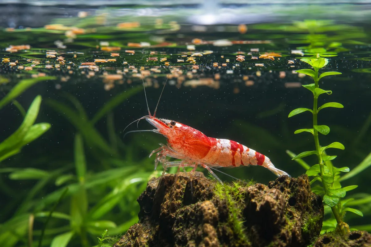 Molting: The Most Dangerous 48 Hours
