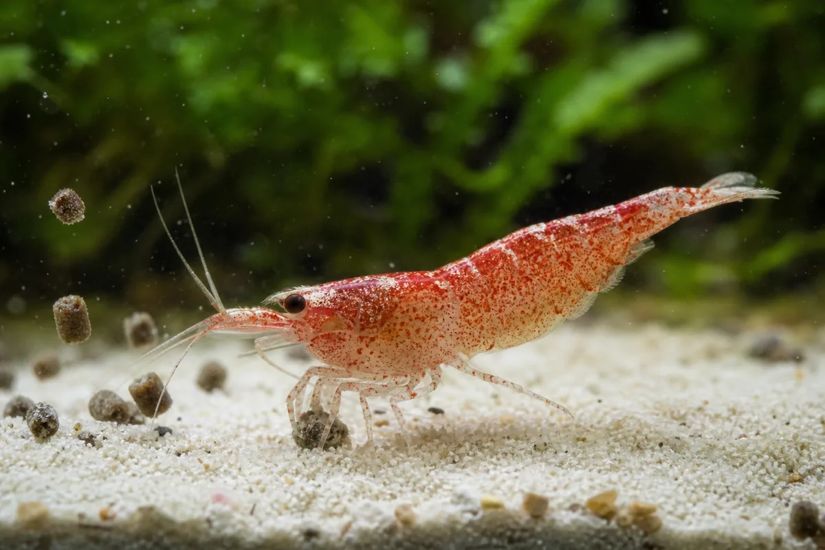 Cherry Shrimp Care and How Fast a Colony Grows