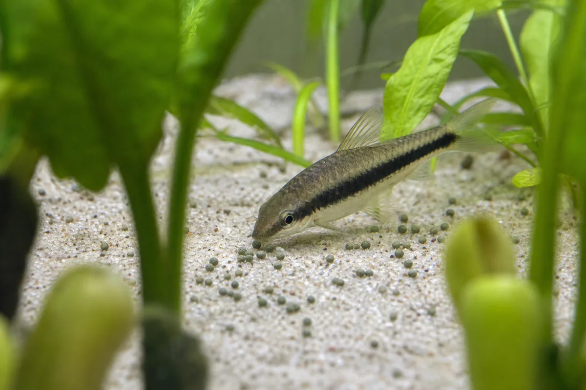 Siamese Algae Eaters Eat the Algae Nothing Else Will