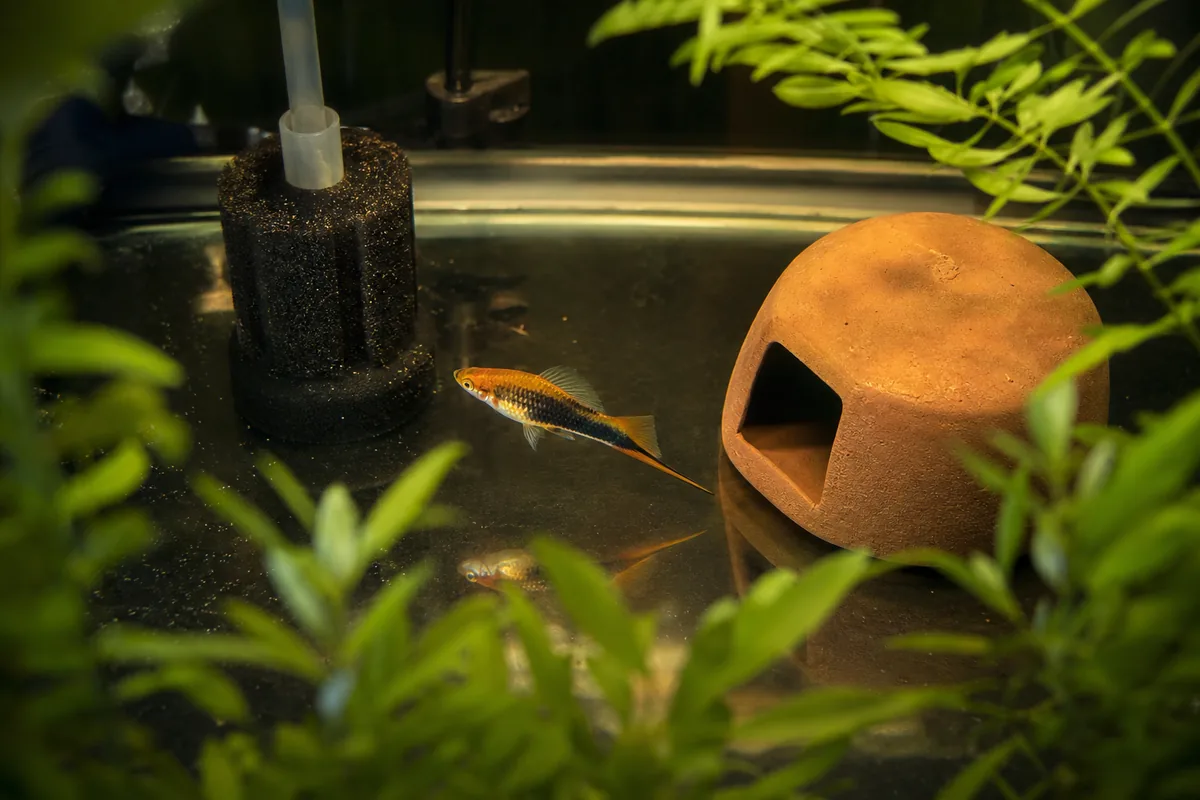 Tank mates: which species coexist with the 4 best options