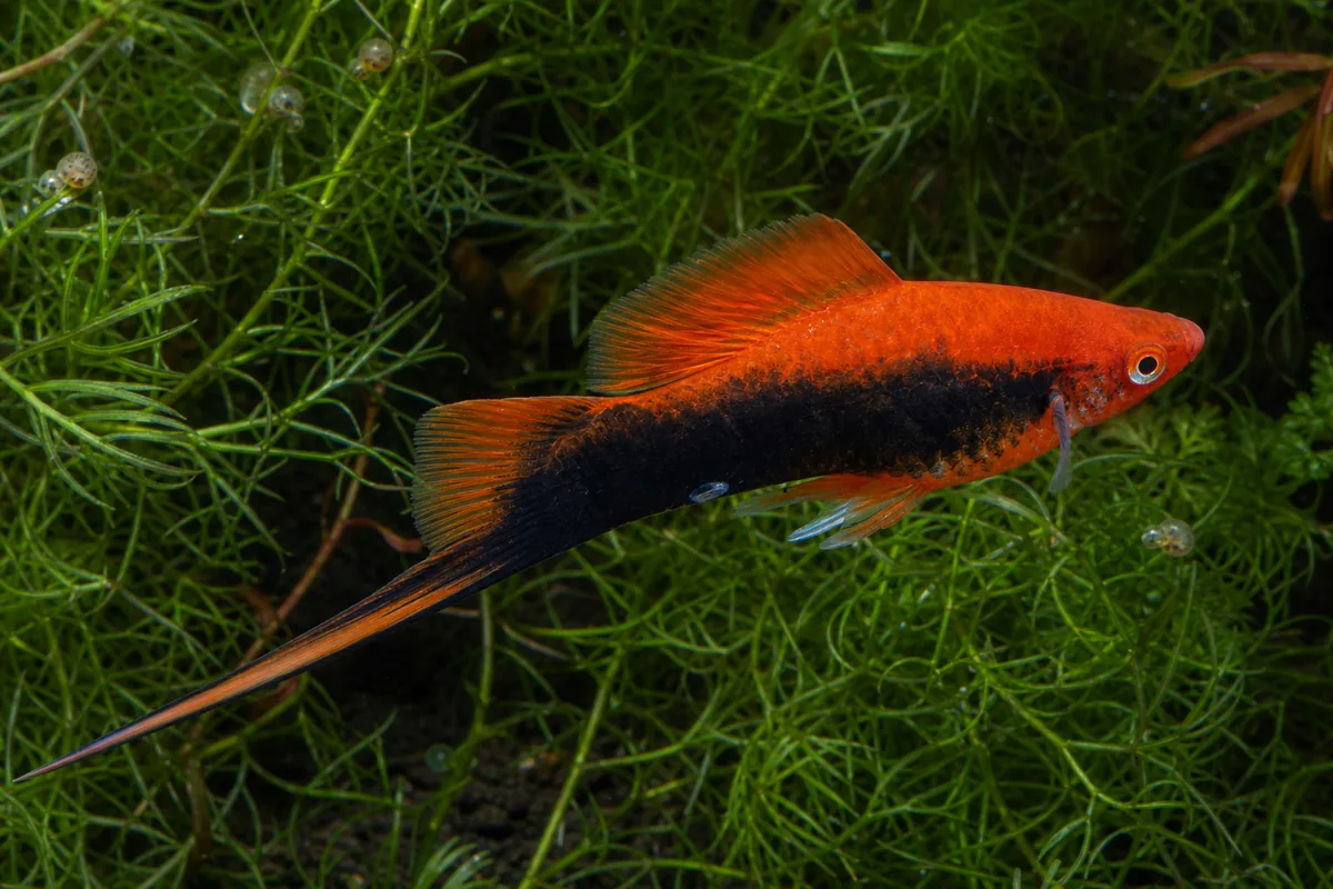 The Male Swordtail Grows That Blade on the Lower Tail Lobe