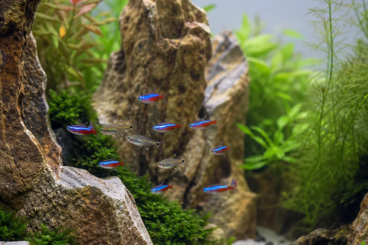 Ranked: Each Tetra Species Scored for Community Tanks