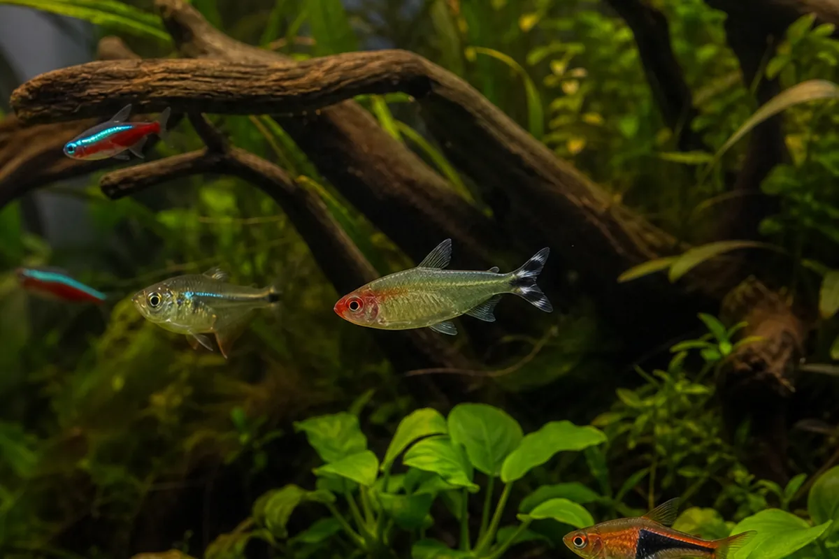 Tetras with Bettas and Angelfish: What Actually Works