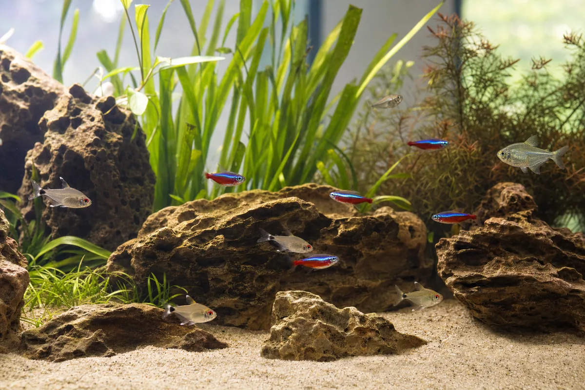 Ten Tetra Species Ranked by Temperament and Difficulty